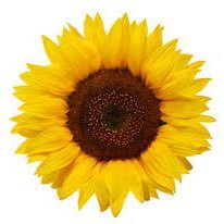 BetsyYates22's profile picture. Mom of Twins💙💙, Mohansic ESTEAM