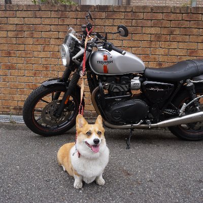 還暦すぎたおじさんです。オートバイは、ストリートツインにのっています。愛犬は、花菜(コーギー)です。