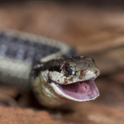 I am a very happy snake.