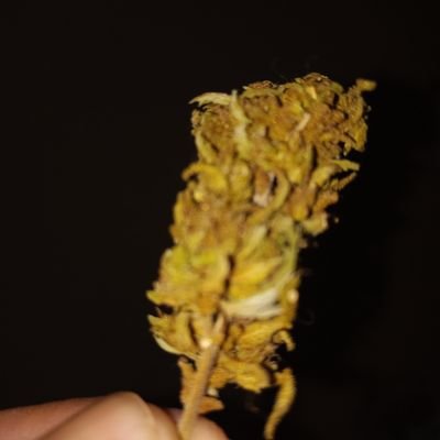 Qcy02's profile picture. Chattt