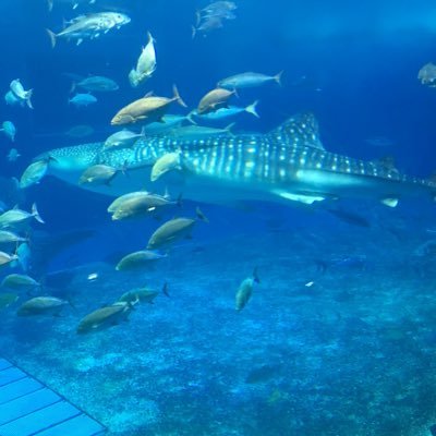 oWdzPjKaAjShpuZ's profile picture. 京都/もう60になったよ/清潔感あり非喫煙者/秘密厳守/キス大好き/170/60/ゆったりのんびり話好き/ホテル代は、私もち。お誘いは、DMもしくはフォーム。詳細あり。IDまたは、連絡先を書いてもらえば、こちらから連絡します。