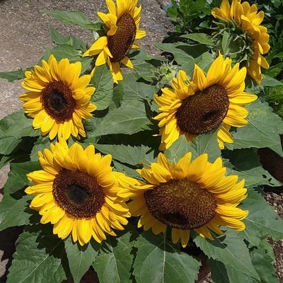 TFskt's profile picture. 