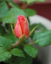 leonarddelac444's profile picture. 