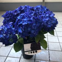 まりも (@marimo00612) 's Twitter Profile