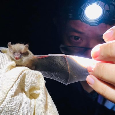 Bat biologist #ecologist #Southeast Asia # biodiversity conservation #bioacoustics #Texas Tech University