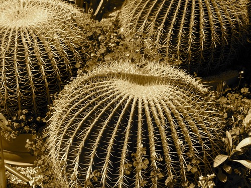 BiomimicryAZ's profile picture. 