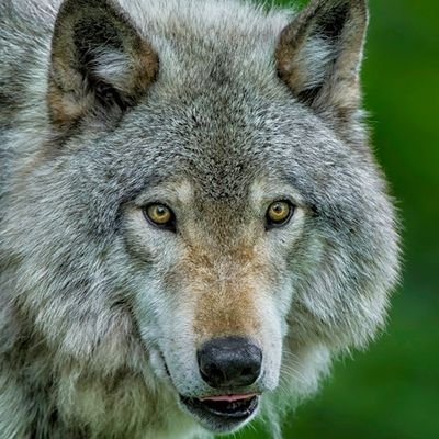 HowfWuffさんのプロフィール画像