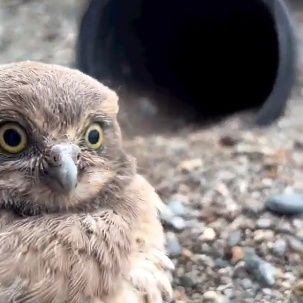 yurei1001's profile picture. 30+ years old.