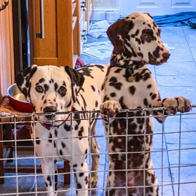 We are spotty dogs called Conor and Rhys! We have a fab life: lots of walks, lots of fun and great owners.