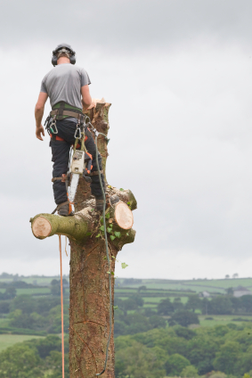 TreesurgeryManc's profile picture. Manchester Tree Surgeons (t/a Treeworks) is a family run tree surgery business we service Cheshire, North Derbyshire, Manchester and the surrounding areas