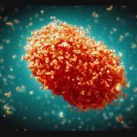 PoxReference's profile picture. https://t.co/hU0hdBeiC1: Epidemiology, Transmission, Clinical Presentation, Diagnosis, Complications, Sequelae, Treatment, Vaccination, References