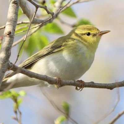 JoelS_birding Profile Picture