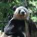 kekoko2🐼 (@kekopanxiang) Twitter profile photo kekoko2🐼 (@kekopanxiang) Twitter profile photo