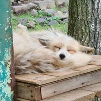 雪狐＊プロフ必須 Amazon.co.jp: Z/X ゼクス 妖狐を指揮する麗鳥 胡喜媚 ノーマル