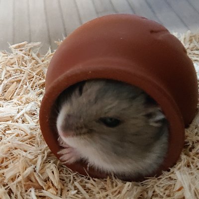 あさやんさんのプロフィール画像