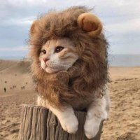 KitiKat (@dlaghros) 's Twitter Profile