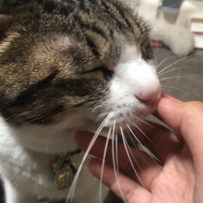とうふさんのプロフィール画像