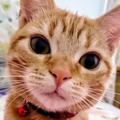【 事実は小説より奇なり 】
Twitterですが つぶやきません😅
見る専門ですฅ^•ﻌ•^ฅ💕とか言いつつ2022年からは 程よくつぶやいてます☺️
こう見えて人見知り&人嫌いのためご了承ください🙇🏻♀️
《《 ※個人的なメッセージはDM等でお願いします🙇🏻♀️💦 》》