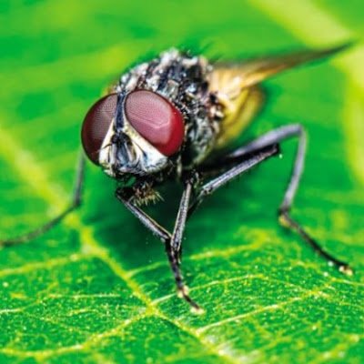 SineklerK's profile picture. SfyHhf