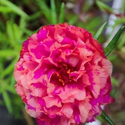 MarieBiscuit24's profile picture. 