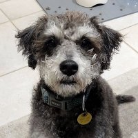 Grant of the Bellarine (@grant_phelps) 's Twitter Profile