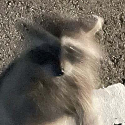 tunachankana's profile picture. ぶれぶれアライグマ