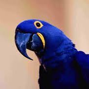 ms_praline's profile picture. Grad student, writer and #prochoice 🥥🌴💪💙
We're not going back