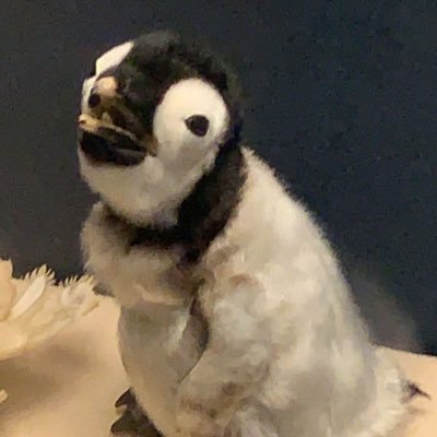 small_penguin2