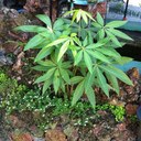 Dawn Stevenson - @dstevenson777 - Twitter