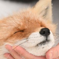 Foxssil(フォクシル) (@foxssil_1005) 's Twitter Profile Photo Foxssil(フォクシル) (@foxssil_1005) 's Twitter Profile Photo