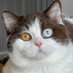 Cattery_Maralyn (@riskzhotto) Twitter profile photo Cattery_Maralyn (@riskzhotto) Twitter profile photo