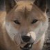かつにゃん (@kws8i9inrc3ldps) Twitter profile photo かつにゃん (@kws8i9inrc3ldps) Twitter profile photo