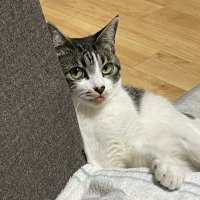 もも🪷低浮上🐈‍⬛ (@momo__kure) 's Twitter Profile