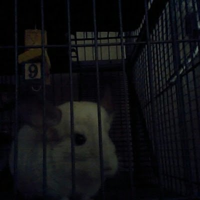 HaleyHe96706522's profile picture. 20+, I just love fantasy and animals