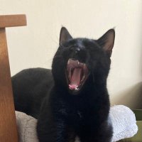 Diary of a cat owner (@catdiary_owner) 's Twitter Profile