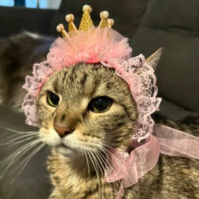jenvosnow's profile picture. My opinion is my own - posting about my cat life