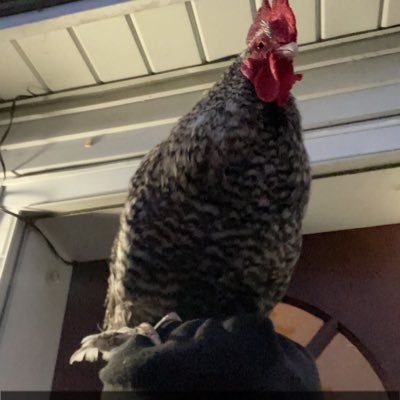 brandonlegg_'s profile picture. can be yours for 4 installments of 19.99$ + tax! 
(shipping and handling not included) | PG 4L