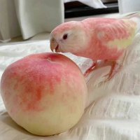 Yuoorriiii (@yuoorriiii) 's Twitter Profile Photo Yuoorriiii (@yuoorriiii) 's Twitter Profile Photo