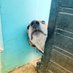 🌼 🌼 (@thatdogfather) Twitter profile photo 🌼 🌼 (@thatdogfather) Twitter profile photo