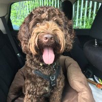 Archimedes of Somerset(@Archie__Doodle) 's Twitter Profile Photo