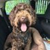 Archimedes of Somerset (@archie__doodle) Twitter profile photo Archimedes of Somerset (@archie__doodle) Twitter profile photo