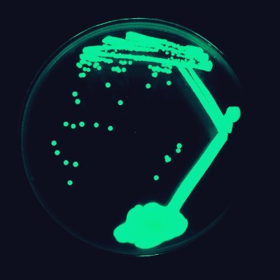 Exploring the unseen connections between animals and the microbial world. 🦠🧫🧬🔬🐟🧪💊