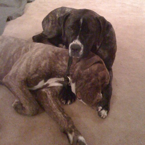 HassTodd's profile picture. 