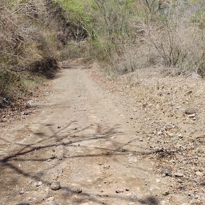 Ayestas6's profile picture. la senda de el perdedor