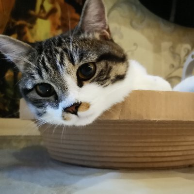 muyueshaoniany1's profile picture. 一只骄傲的猫