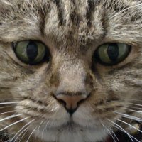 唐崎勝子 (@jk_karasaki) 's Twitter Profile