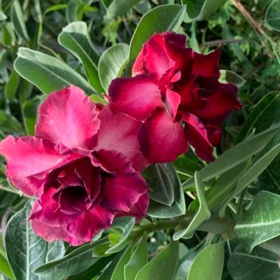 angelalaflor's profile picture. 🦋🐛🌱💚🌿🌷🌺🌼💛🌞🌔🌎