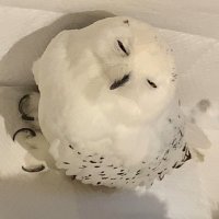 あや (@memory724) 's Twitter Profile