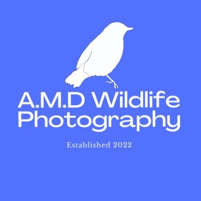 EST. 7/10/2022 will be taking photos of birds and wildlife all profits will be donated to the National Audubon Society and others   IG:@amdwildlifephoto