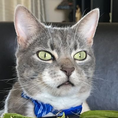 Zipti3's profile picture. my hyperfixation is cat food